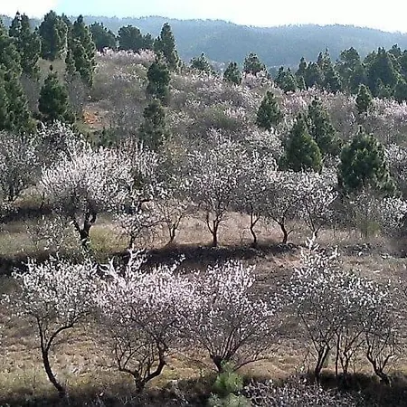 El Almendro * Puntagorda (La Palma)
